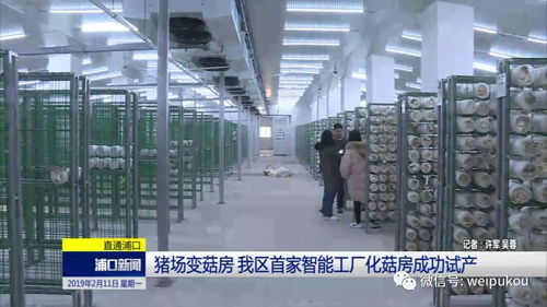 豬場蝶變菇房，人工智能賦能我區農業轉型升級